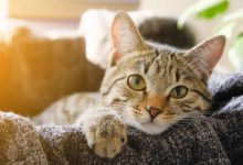 Ti spieghiamo perché e quando i gatti fanno le fusa