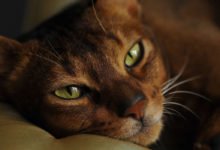Immagini del gatto Abissino