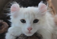 Caratteristiche e informazioni sul gatto American Curl