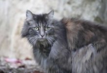 Gatto Angora Turco, caratteristiche e prezzi