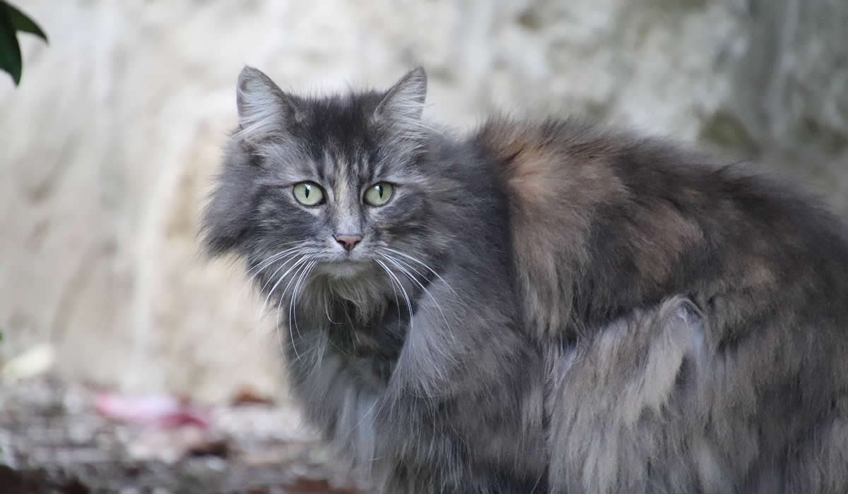 Gatto d'Angora, un leoncino coccoloso 1 Gatto Angora Turco, caratteristiche e prezzi