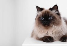 Informazioni e dettagli del gatto Balinese, siamese a pelo lungo