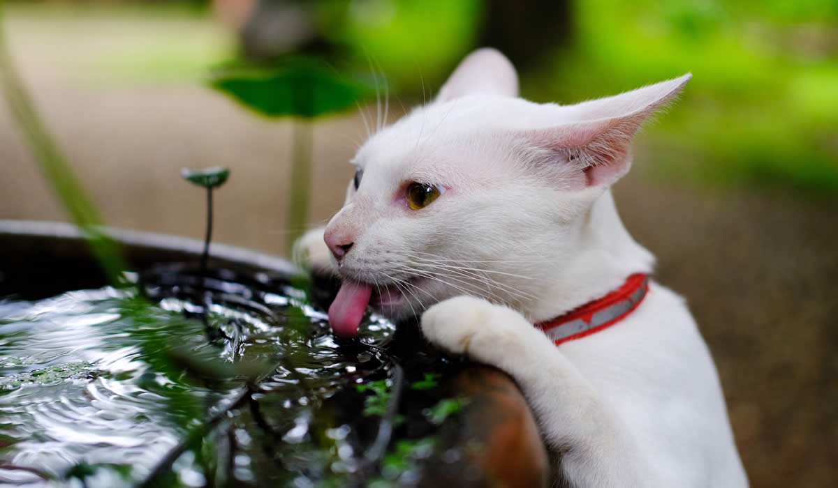 Il gatto beve tanto: cause e consigli 1 Quando il gatto beve tanta acqua cosa fare