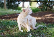 Prevenire e debellare le pulci nel gatto consigli utili