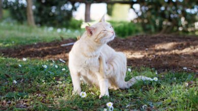 Prevenire e debellare le pulci nel gatto consigli utili