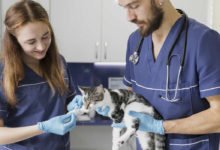 Informazioni utili sulla sterilizzazione di una gatta