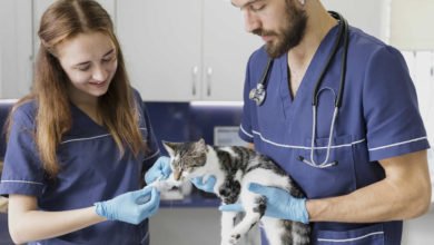 Informazioni utili sulla sterilizzazione di una gatta