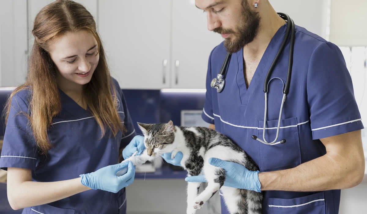 Sterilizzare una gatta: tutto quel che c'è da sapere 1 Informazioni utili sulla sterilizzazione di una gatta