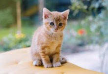 Come svezzare un gattino