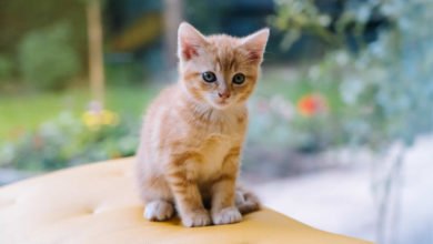 Come svezzare un gattino