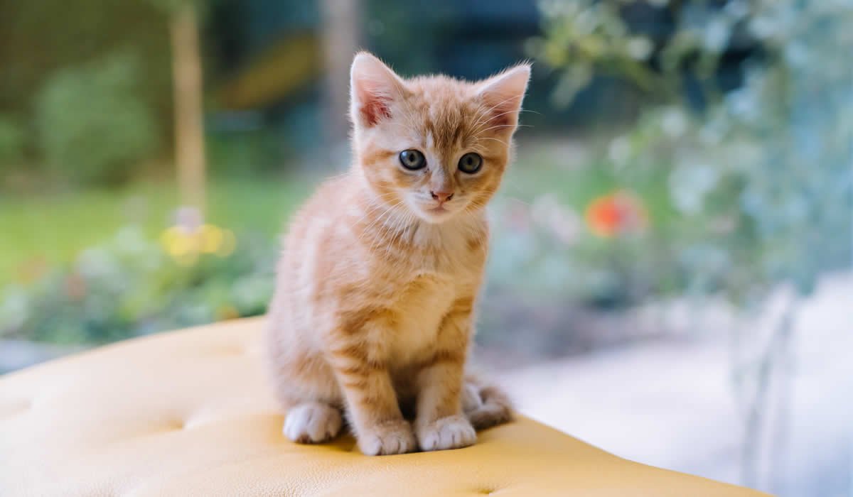 Come svezzare un gattino