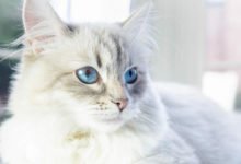 Caratteristiche e carattere del gatto Neva Masquerade
