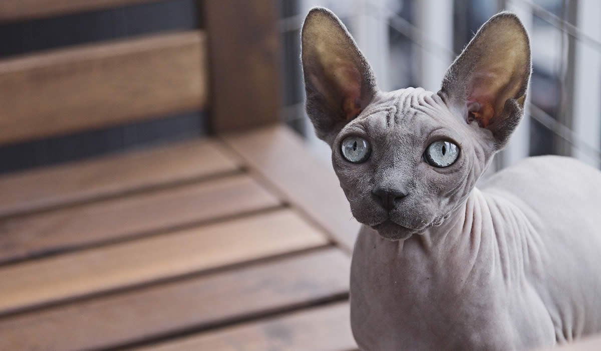 Informazioni e caratteristiche del gatto Sphynx