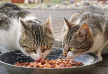 Una guida per capire qual è la ciotola giusta per il tuo gatto
