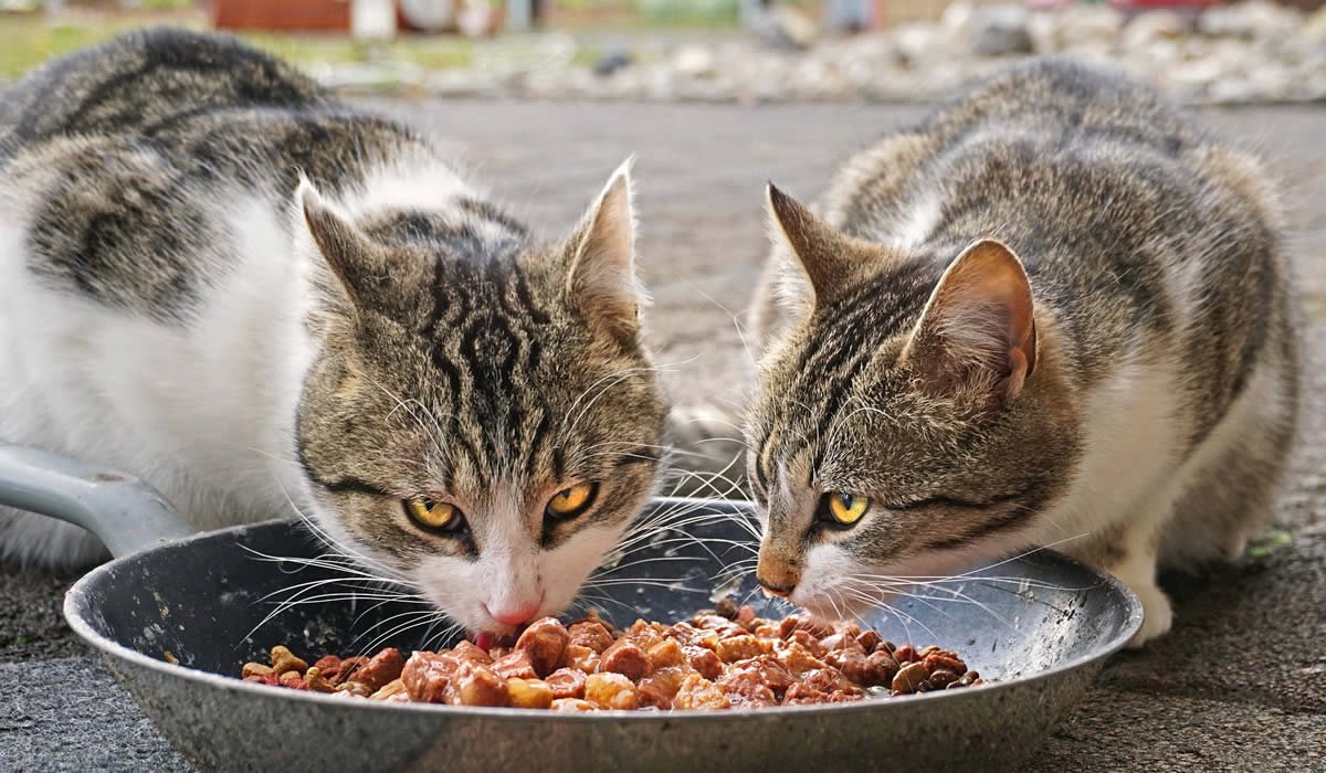 Una guida per capire qual è la ciotola giusta per il tuo gatto