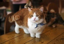 Informazioni e caratteristiche del gatto Munchkin