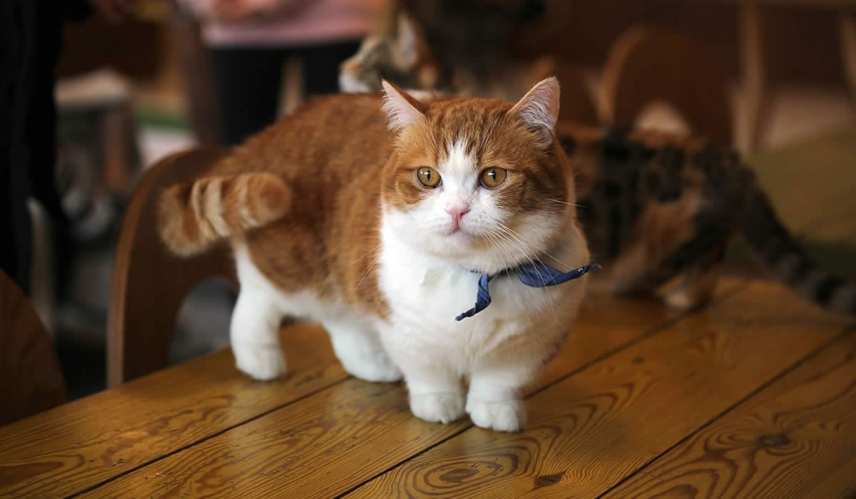 Informazioni e caratteristiche del gatto Munchkin