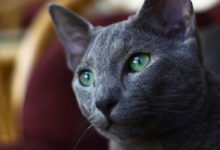 Informazioni e caratteristiche del gatto Blu di Russia
