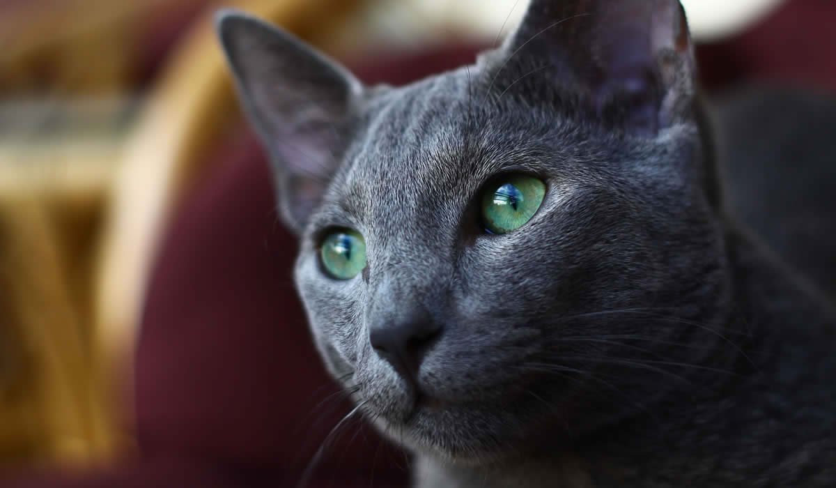 Informazioni e caratteristiche del gatto Blu di Russia