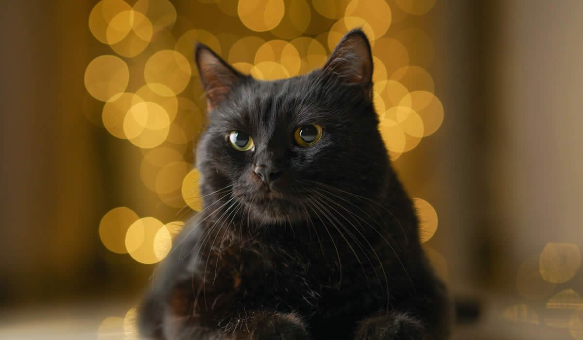 Informazioni e caratteristiche del Gatto Bombay