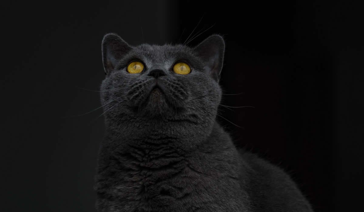 British Shorthair, un gatto per amico 1 Informazioni sul carattere del gatto British