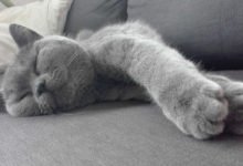 Informazioni sulla razza di gatto British Shorthair