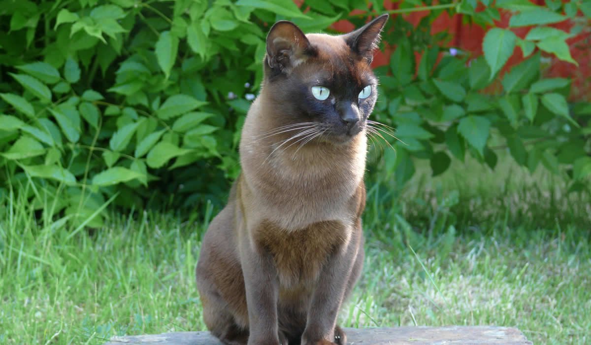 Informazioni sulla razza di gatto Burmese