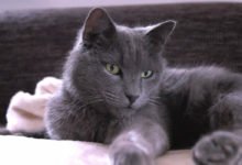Prezzo e carattere del gatto Certosino