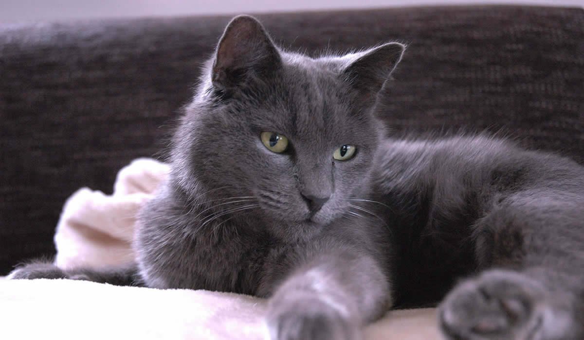 Certosino, il gatto riservato dal cuore tenero 1 Prezzo e carattere del gatto Certosino