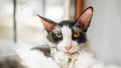 Informazioni e caratteristiche sulla razza di gatto Cornish Rex