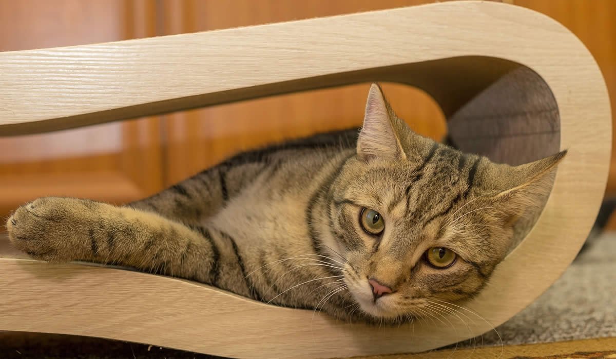 Gatto Europeo, celtico dal pelo corto 1 Caratteristiche e informazioni sulla razza di gatto europeo