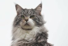 Informazioni su prezzo e caratteristiche del gatto Maine Coon