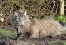 Carattere e prezzo del gatto Norvegese delle Foreste