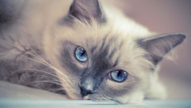 Informazioni, carattere e prezzo del gatto Ragdoll