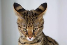 Informazioni e caratteristiche del gatto Savannah