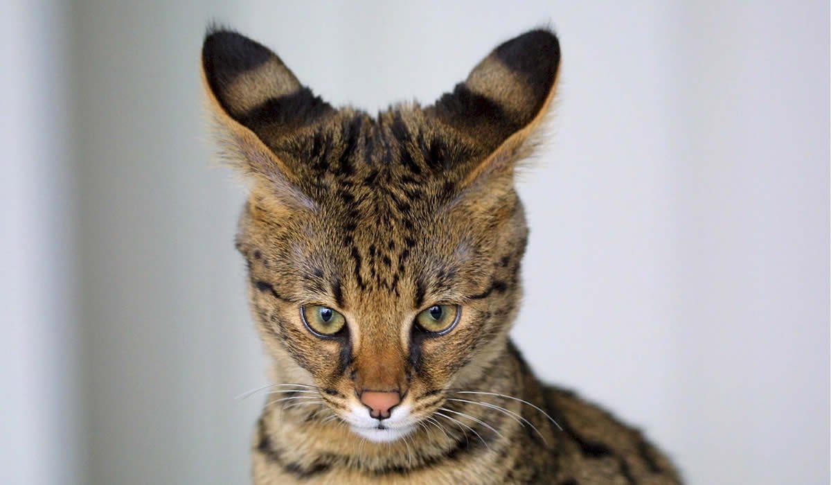 Gatto Savannah, un gattopardo in miniatura 1 Informazioni e caratteristiche del gatto Savannah