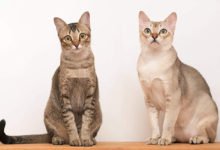 Informazioni sulla storia, carattere e prezzo del gatto Singapura