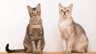 Informazioni sulla storia, carattere e prezzo del gatto Singapura