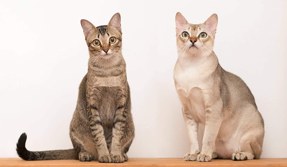 Singapura, il gatto più piccolo al mondo 1 Informazioni sulla storia, carattere e prezzo del gatto Singapura