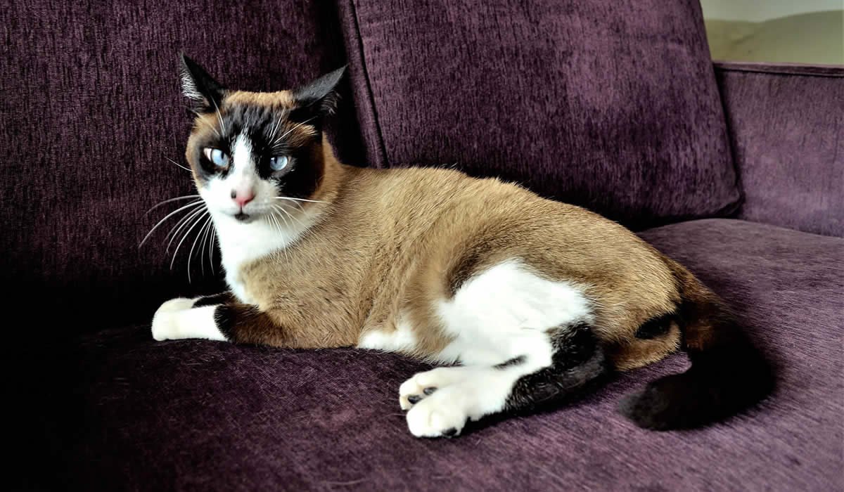 Informazioni e caratteristiche del gatto Snowshoe
