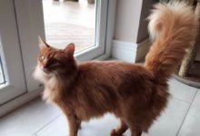 Informazioni, prezzo e carattere del gatto somalo