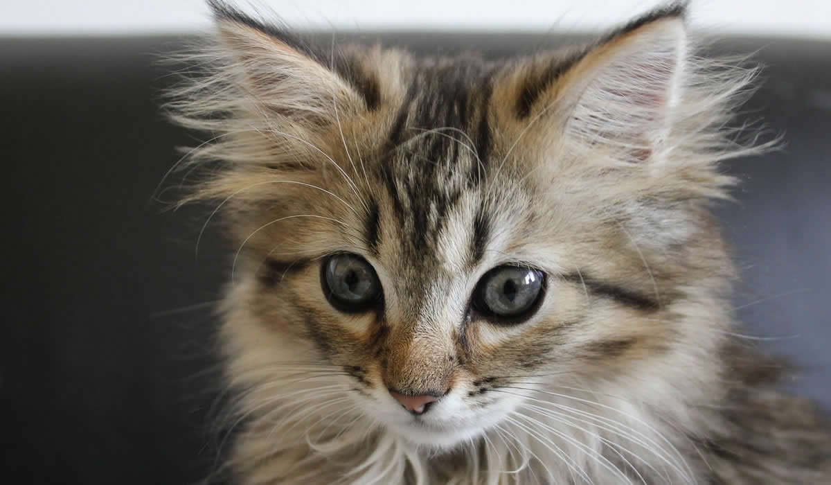 Maine Coon, il re dei felini domestici 1 Prezzo del gatto Maine Coon