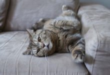 Come rimuovere davvero i peli dei gatti