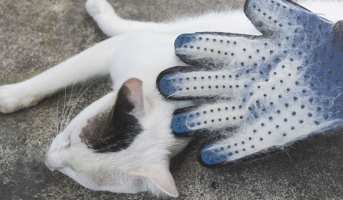 Guanto per rimuovere i peli del gatto 1 miglior guanto per togliere peli del gatto