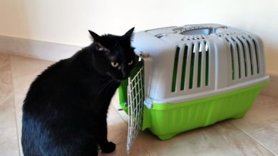 Recensione del trasportino per gatti LazyBones