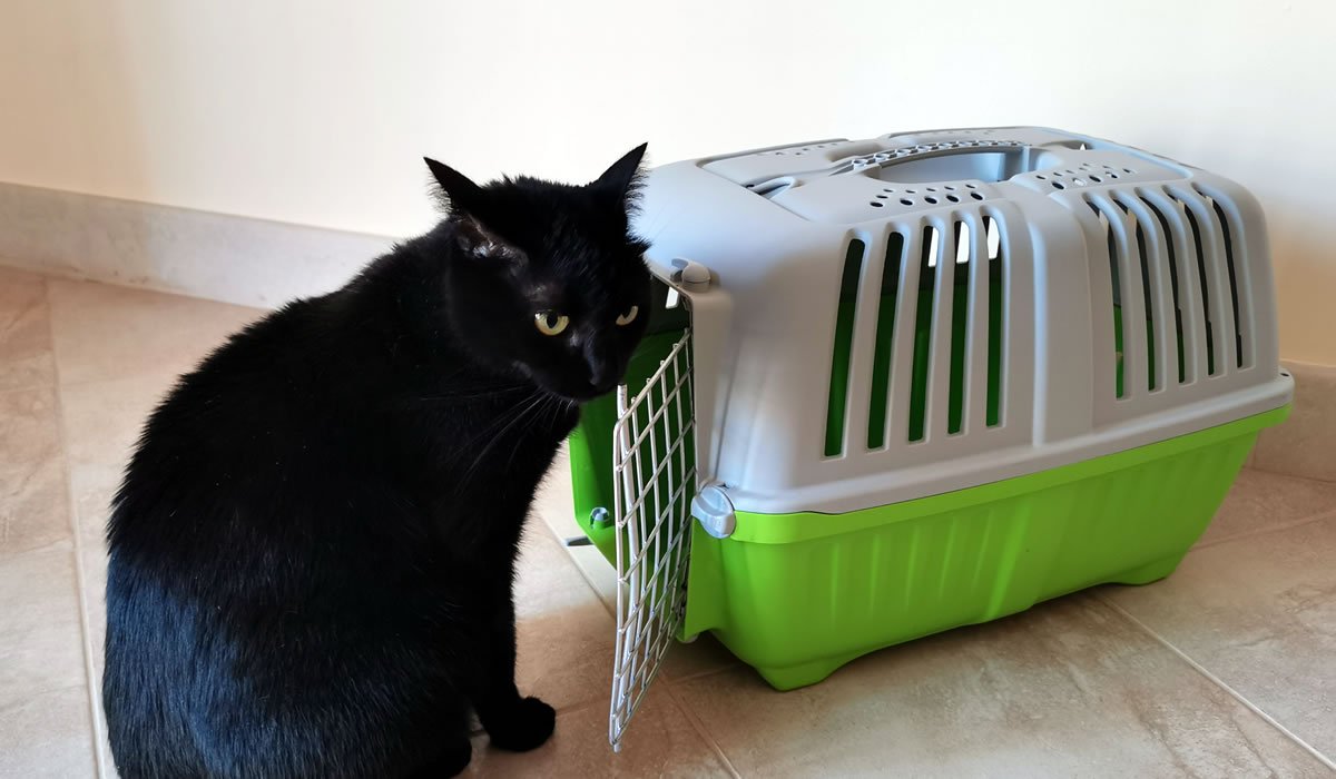 Trasportino per gatti LazyBones 1 Recensione del trasportino per gatti LazyBones