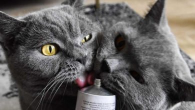 Pasta contro i boli di pelo