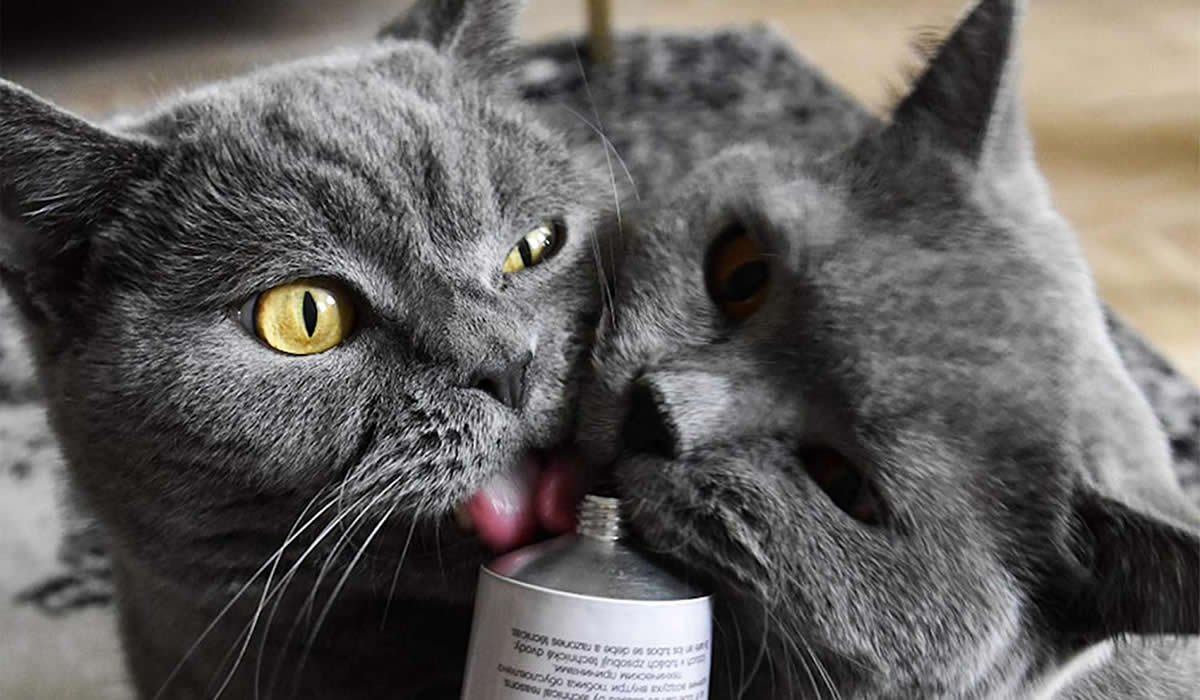 GimCat Malt-Soft Paste Extra 1 Pasta contro i boli di pelo