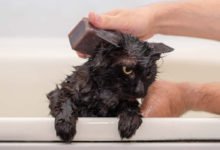 Consigli utili per chi si appresta a lavare un gattino