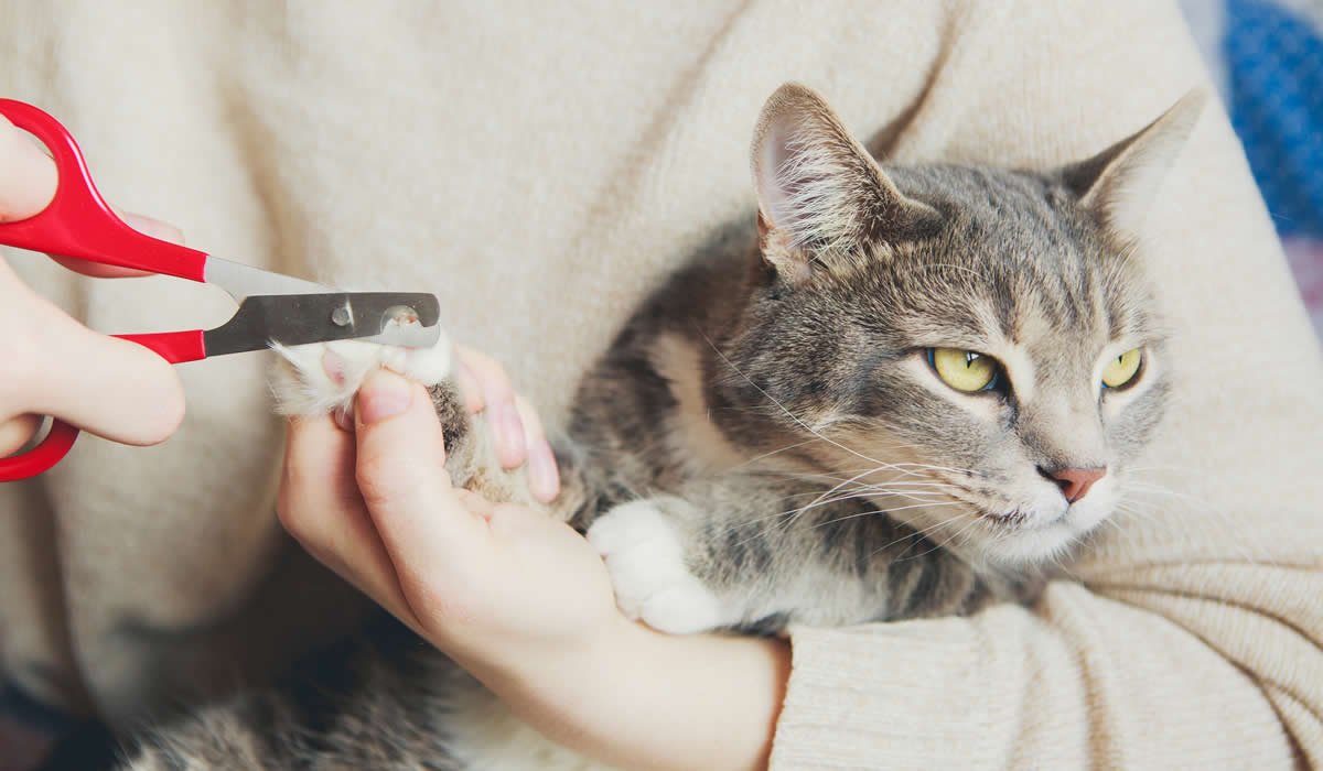 Un'utile guida per capire come tagliare le unghie al vostro micio